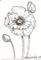 Art: Poppy original drawing by Artist Nancy Denommee   