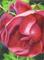 Art: Magenta Rose ACEO - Available by Artist Carmen Medlin