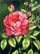 Art: Garden Beauty - Available by Artist Carmen Medlin