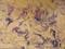 Art: Gold Rush    SOLD by Artist Di  Wendy Peel