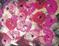 Art: Rose Garden   SOLD by Artist Di  Wendy Peel