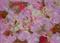 Art: Powder Puff     SOLD by Artist Di  Wendy Peel