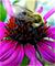 Art: Bee 5 by Artist Deanne Flouton