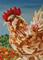 Art: Blending In-Feather Footed Rooster Among Marigolds SOLD by Artist Kim Loberg