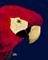Art: Scarlet Macaw Portrait by Artist Dia Spriggs