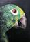 Art: Amazon Parrot Portrait by Artist Dia Spriggs