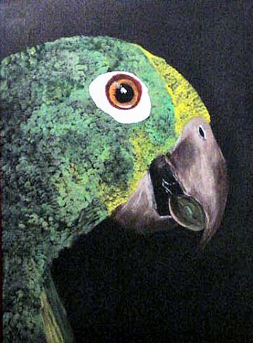 Art: Amazon Parrot Portrait by Artist Dia Spriggs