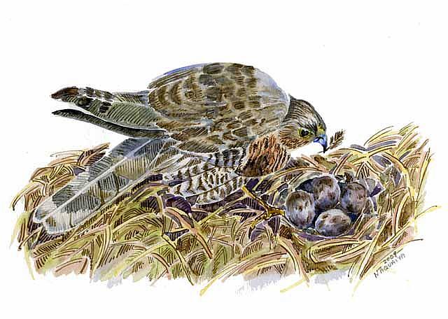 Art: Sparrow Hawk by Artist Naquaiya