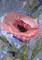 Art: Poppy in Pink by Artist Delilah Smith