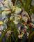 Art: Van Gogh Iris-SOLD by Artist Delilah Smith