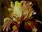 Art: Wild Iris-sold by Artist Delilah Smith