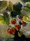 Art: Wild Strawberries by Artist Delilah Smith