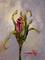 Art: Rose Bud No.2 by Artist Delilah Smith