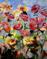 Art: Joyful Garden by Artist Delilah Smith