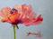 Art: Poppy by Artist Delilah Smith