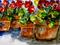 Art: Pots of Geraniums by Artist Delilah Smith
