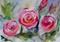 Art: Pink Roses by Artist Delilah Smith