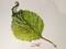 Art: Apple Leaf-sold by Artist Delilah Smith