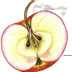 Detail Image for art Botanical Apple