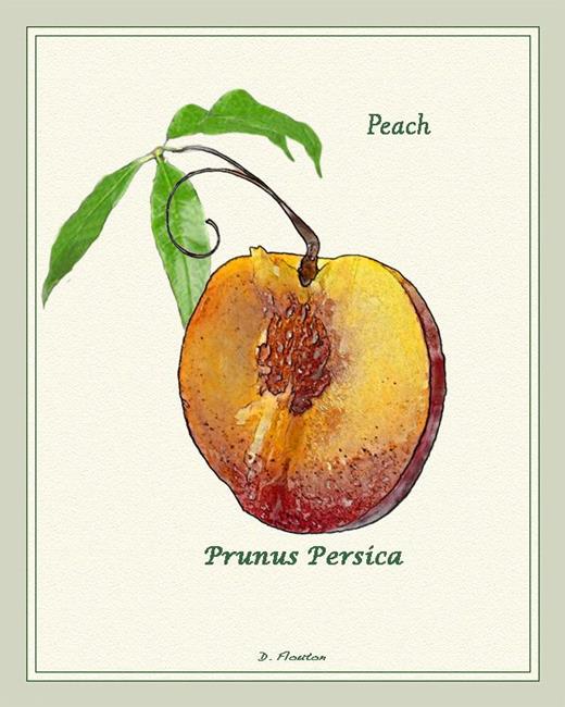 Art: Peach by Artist Deanne Flouton