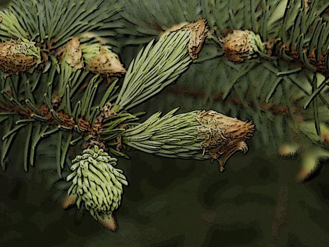 Art: New Pine Growh by Artist Deanne Flouton