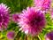 Art: Chive Pompons by Artist Deanne Flouton