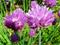 Art: Chives Blooming by Artist Deanne Flouton