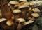 Art: Mushrooms by Artist Deanne Flouton