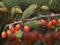 Art: Pine and Berries by Artist Deanne Flouton