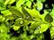 Art: Green on Green by Artist Deanne Flouton
