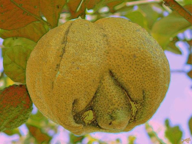 Art: Lemon Oddity by Artist Deanne Flouton