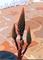 Art: Aloe Flower Tips by Artist Deanne Flouton