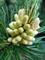 Art: Baby PIne Cones? by Artist Deanne Flouton