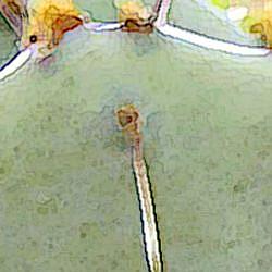 Detail Image for art Prickly Pear Cactus