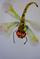 Art: Whimsical Dragonfly by Artist Delilah Smith