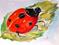 Art: Mr Ladybug by Artist Delilah Smith