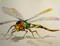 Art: Dragonfly by Artist Delilah Smith
