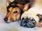 Art: PUG & HEALER by Artist Marcia Baldwin