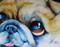 Art: ADORABLE PUG FACE by Artist Marcia Baldwin