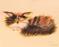 Art: Calico Cranky Cat by Artist Cynthia Schmidt