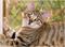 Art: Thia, the Alpha Bengal Cat by Artist Lar Shackelford