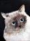 Art: Oliver Siamese by Artist Dia Spriggs