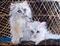 Art: Wicker Kittens by Artist Dia Spriggs