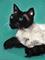 Art: Cyro Siamese by Artist Dia Spriggs