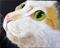 Art: Calico Cat Face by Artist Dia Spriggs