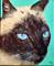 Art: Siamese Sealpoint Male by Artist Dia Spriggs