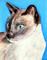 Art: Simon Siamese by Artist Dia Spriggs