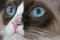Art: Cat Blue Eyes by Artist Dia Spriggs