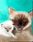 Art: Siamese Mom and Baby by Artist Dia Spriggs