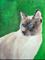 Art: Chico Siamese by Artist Dia Spriggs
